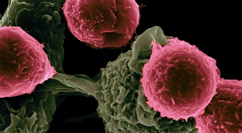 ADNA Cellule 03 Image