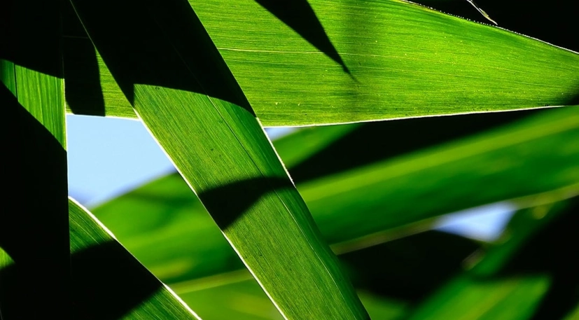 ADNA Nature 01 Image